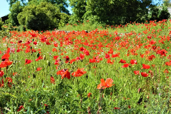 Rode klaprozen bloemen op groen veld achtergrond — Stockfoto