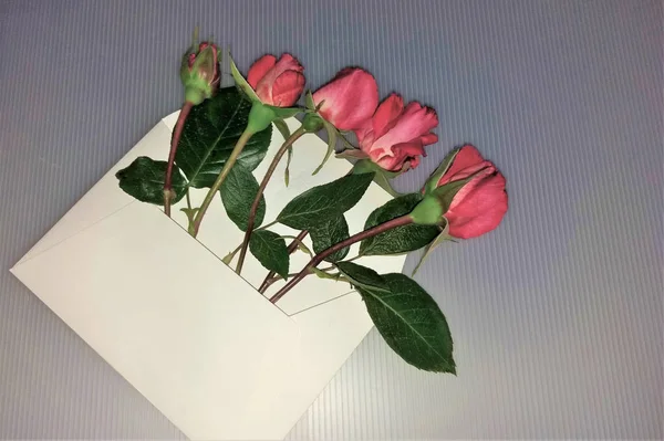 Röda blommor rosor i ett kuvert — Stockfoto