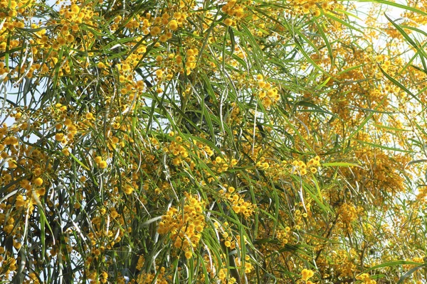 Blooming yellow mimosa flowers against a blue sky. — Stock Photo, Image