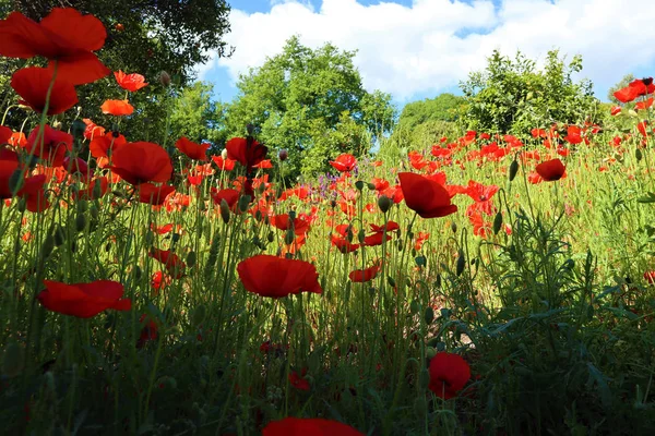 Red Poppies Flowers närbild på Green Field — Stockfoto