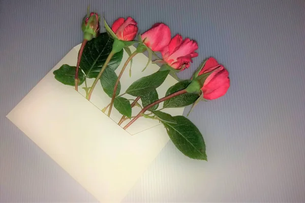 Piros virágok rózsa borítékban — Stock Fotó