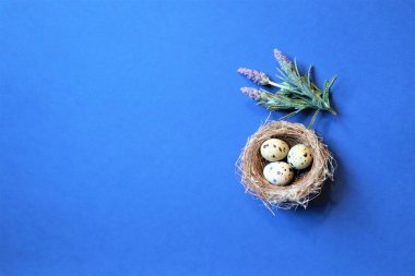 Paskalya konsepti. Mavi arka planda bir yuvada bıldırcın yumurtası. 