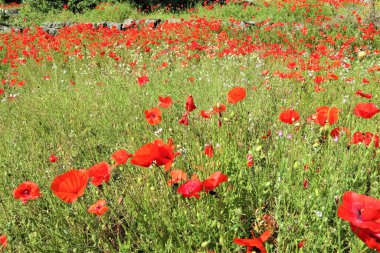 Haşhaş otlağında kırmızı gelincikler
