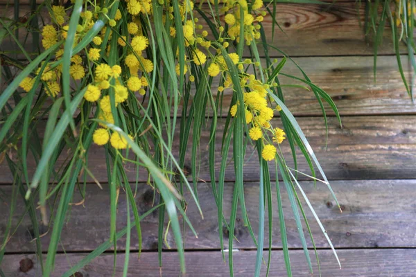 Blooming yellow mimosa flowers against a wooden wall shed. Copy — Stock Photo, Image