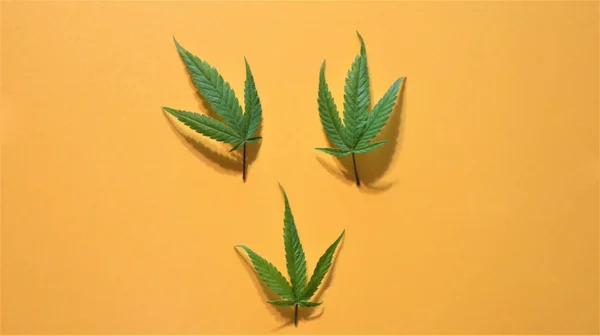 Hoja de cannabis, marihuana. Hojas de cáñamo verde brillante en bac amarillo —  Fotos de Stock