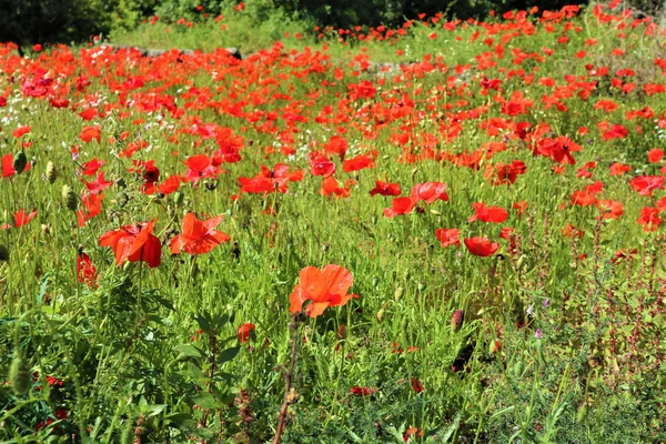 Poppy bloemen groeien in een zomer weide — Stockfoto