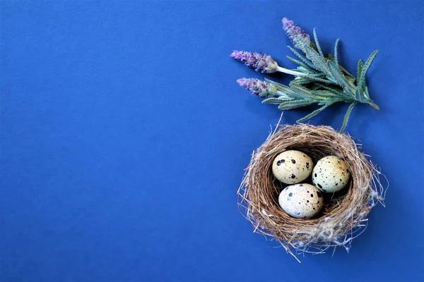 Easter concept. Quail eggs in a nest on a blue background. — Stock Photo, Image