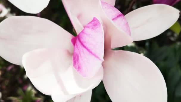 Flor Magnolia Floreciendo Sobre Fondo Flores Hermosas Flores Magnolia Cerca — Vídeo de stock