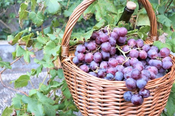 Selected grapes in Italy for a large autumn harvest, fine handmade wines