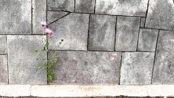 灰色の抽象的な壁の背景にゴボウのピンクの花 創造的な概念 スペースのコピー — ストック動画
