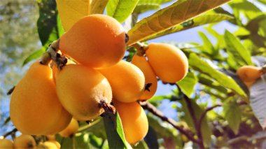 Organik lokuat meyvesi. Eriobotrya japonica. Ağaçtaki portakal ezmesi tarımsal bir fidanlıkta. Ağaçtaki portakal tohumu sürüsü.