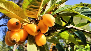 Organik lokuat meyvesi. Eriobotrya japonica. Ağaçtaki portakal ezmesi tarımsal bir fidanlıkta. Ağaçtaki portakal tohumu sürüsü.