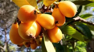 Organik lokuat meyvesi. Eriobotrya japonica. Ağaçtaki portakal ezmesi tarımsal bir fidanlıkta. Ağaçtaki portakal tohumu sürüsü.