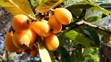 Organik lokuat meyvesi. Eriobotrya japonica. Ağaçtaki portakal ezmesi tarımsal bir fidanlıkta. Ağaçtaki portakal tohumu sürüsü.