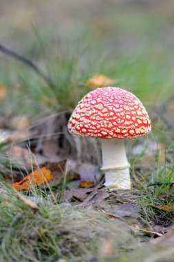 Toadstool, ormandaki zehirli bir mantara yaklaş..