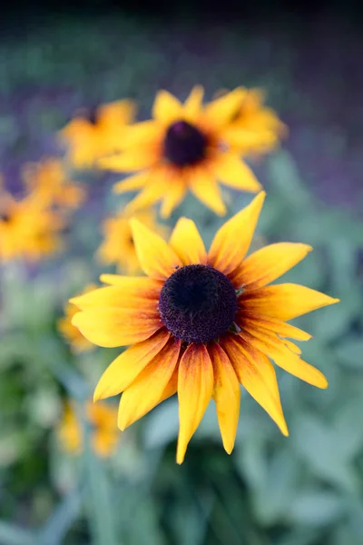 Fleur jaune dans le jardin — Photo