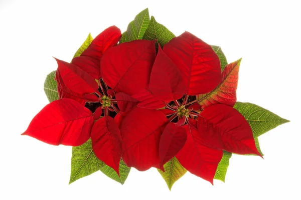Red poinsettia flower. — Stock Photo, Image