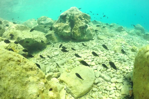 Vida marina en las aguas poco profundas . — Foto de Stock