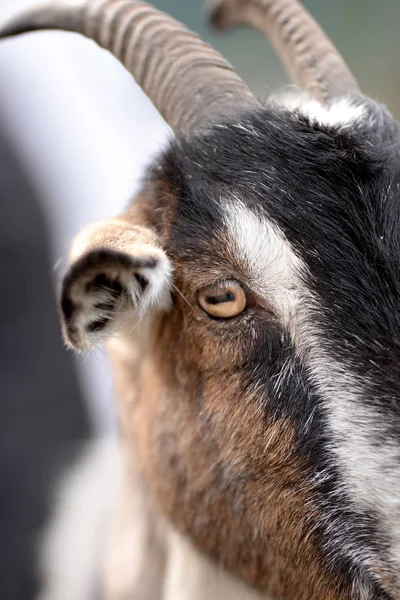 Detailní záběr oka kozí. — Stock fotografie