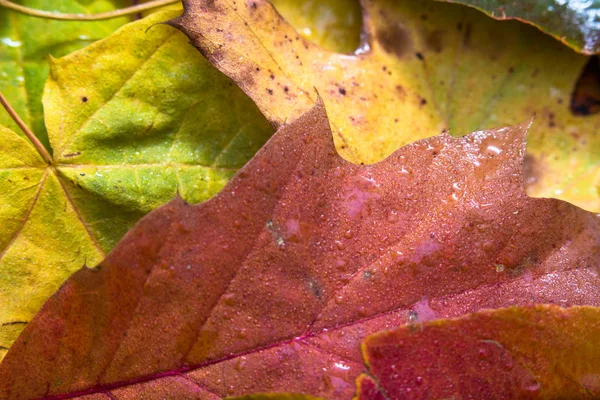 Macro autumn leafs colours — Stock Photo, Image