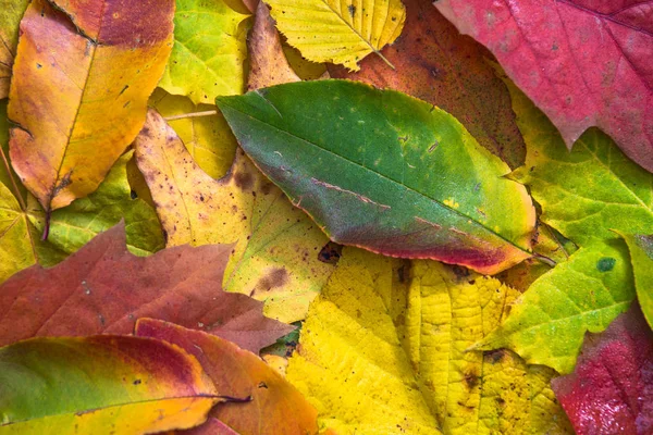 Macro otoño hojas colores —  Fotos de Stock