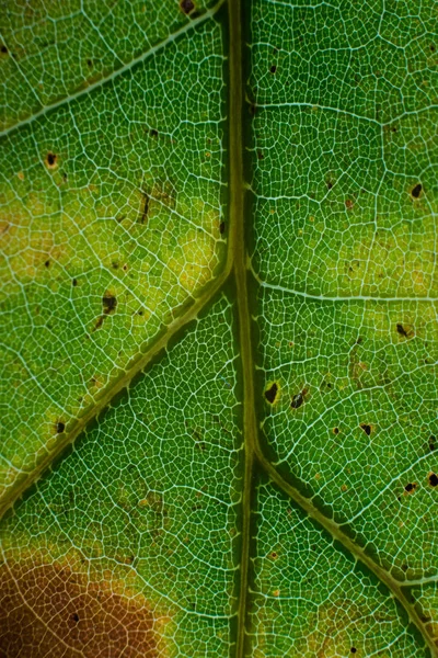 Makro sonbahar renk yapraklar — Stok fotoğraf