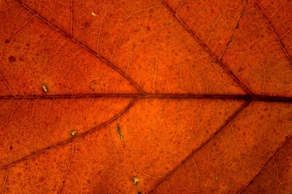 Macro otoño hojas colores —  Fotos de Stock