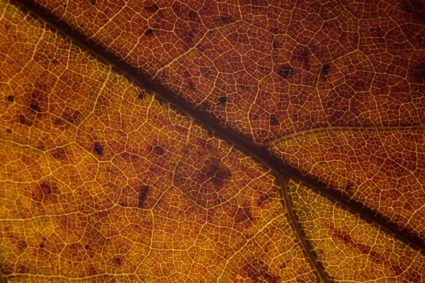 Macro autumn leafs colours — Stock Photo, Image