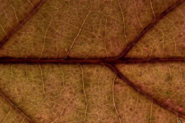 Macro otoño hojas colores —  Fotos de Stock