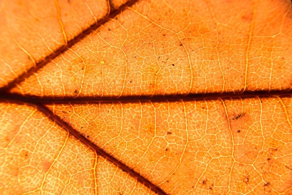 Macro autumn leafs colours — Stock Photo, Image