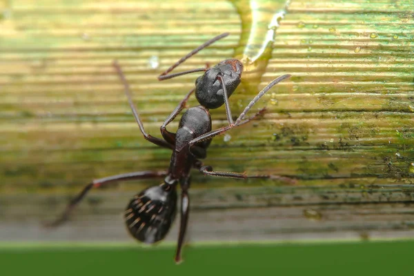 アリのマクロ写真 — ストック写真