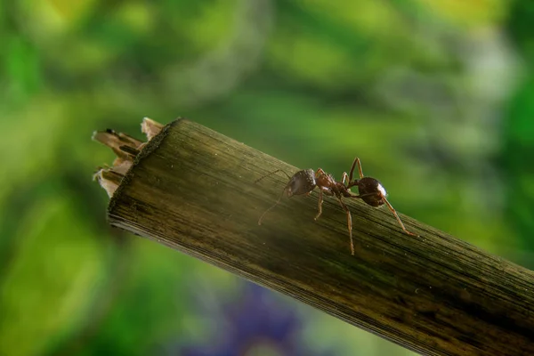Макро фото мурашок — стокове фото
