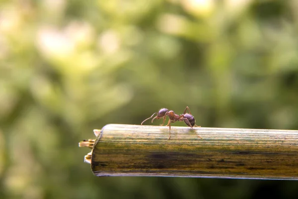 Макро фото муравья — стоковое фото