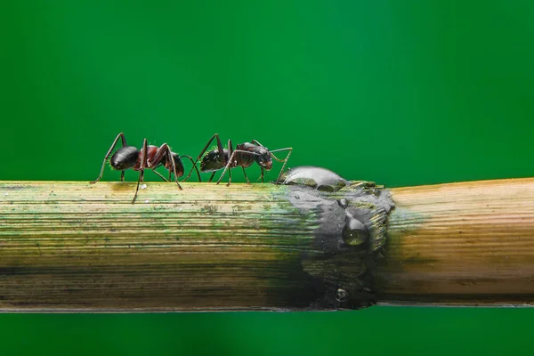 Karıncaların makro fotoğrafı — Stok fotoğraf