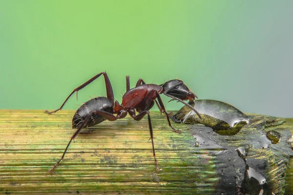 Макро фото муравья — стоковое фото