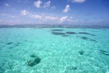 Tropikal Karayip Denizi, Montego Bay, Jamaica.