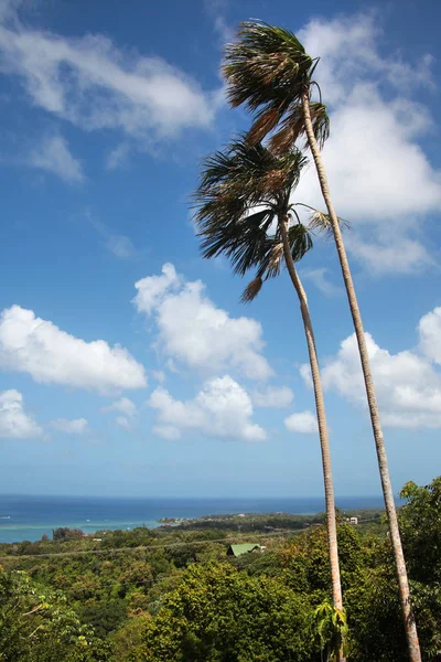 Beautiful view of the landscape & palm trees from the highest point in Roatan, looking towards the Caribbean ocean. — Stock Photo, Image