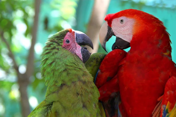 Kasih Macaw Seekor burung beo merah & hijau yang saling memandang satu sama lain dengan penuh cinta & berbicara, Roatan, Honduras, Amerika Tengah . — Stok Foto