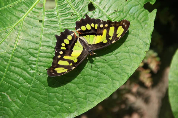 Le papillon Malachite Siproeta stelenes vert & noir assis sur une grande feuille verte, Roatan, Honduras, Amérique centrale . — Photo