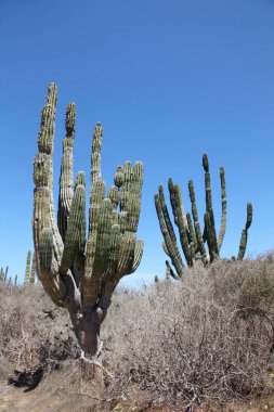 Kaktüs outback, Cabo San Lucas, Baja California Sur, Meksika.