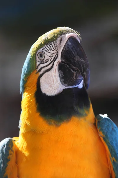 Kuning & Blue Macaw beo, dengan latar belakang abu-abu, Meksiko . — Stok Foto