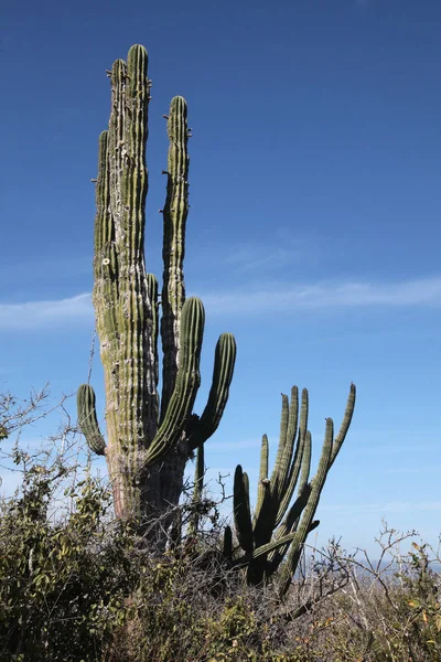 Kaktüs outback, Cabo San Lucas, Baja California Sur, Meksika. — Stok fotoğraf