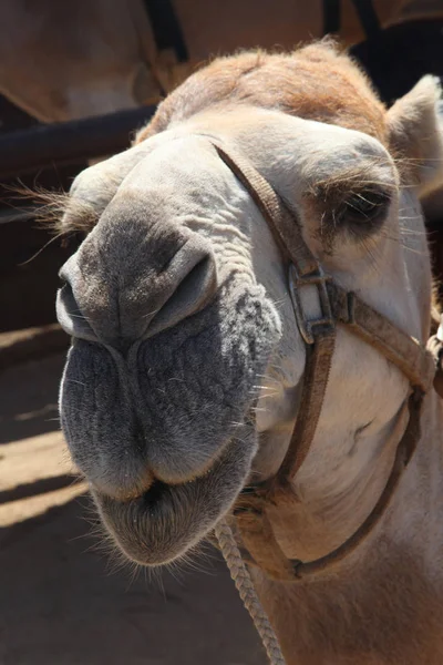 Nahaufnahme eines Kamelkopfes, der sein Geschirr im Outback trägt, cabo san lucas, baja california sur, Mexico. — Stockfoto