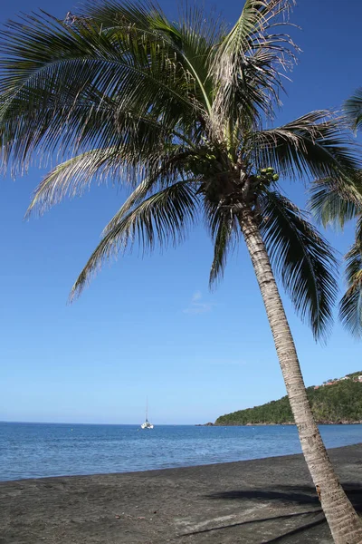 Palmera sobre arena negra Playa Malendure en el oeste Basse Terre, Guadalupe, Caribe francés . —  Fotos de Stock