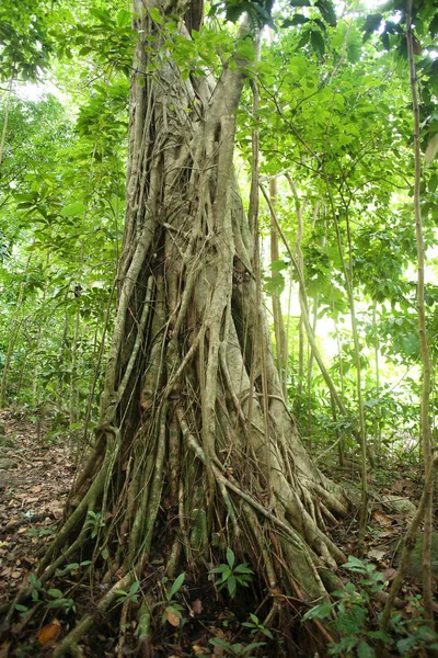 La parra estranguladora cubre un árbol en la selva tropical, Santa Lucía, Caribe . — Foto de Stock