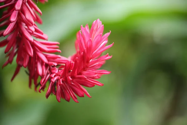 Alpinia purpurata, красный имбирь, также называемый страусиным шлейфом и розовым конусом имбирь, который розовый тропический цветок с зеленым фоном. Также имеет пространство для копирования, Сент-Люсия, Карибские острова . — стоковое фото