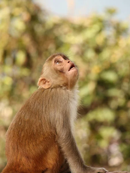 Surprised Monkey at the Swayambhu Nath temple, Kathmandu, Nepal. — Stock Photo, Image
