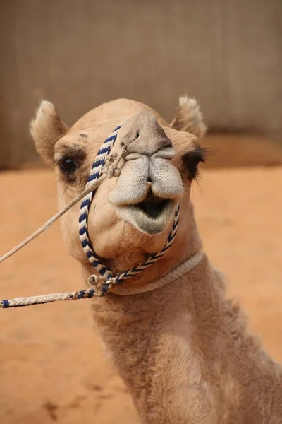 Primer plano de la cabeza de un camello que tiene una expresión divertida o sonrisa, Abu Dhabi, Emiratos Árabes Unidos . —  Fotos de Stock