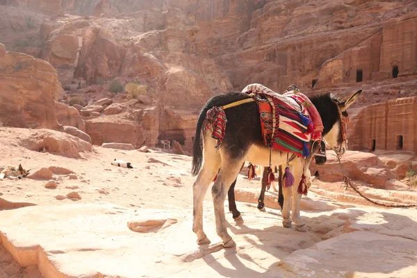 Geleneksel kumaşlı eşek ön cephelerin dışında bekliyor, arka planda kumtaşı kayalıkları, Petra, Jordan. — Stok fotoğraf