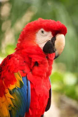 Cozumel, Meksika 'da güzel tüylü bir Red Macaw' ın yakın çekimi.. 